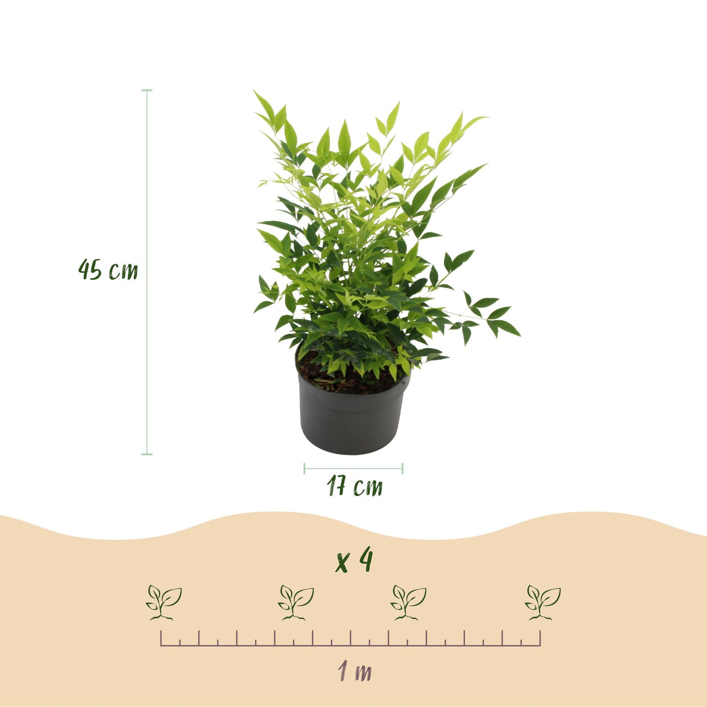 GreenboutiQ - Gartenpflanze - Nandina Lemon & Lime - Gelb - 2 Pflanzen - Immergrün - Wenig Pflege - Topf 17cm Höhe 45cm 