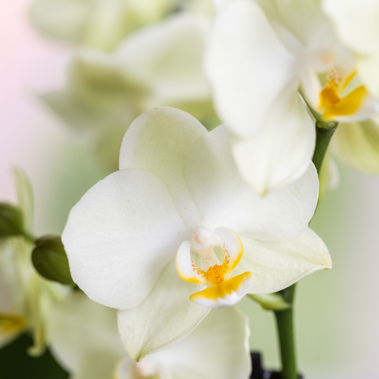 Kolibri Orchids | Diabolo Twin White | zwei weiße Lausanne Orchideen Ø9cm 