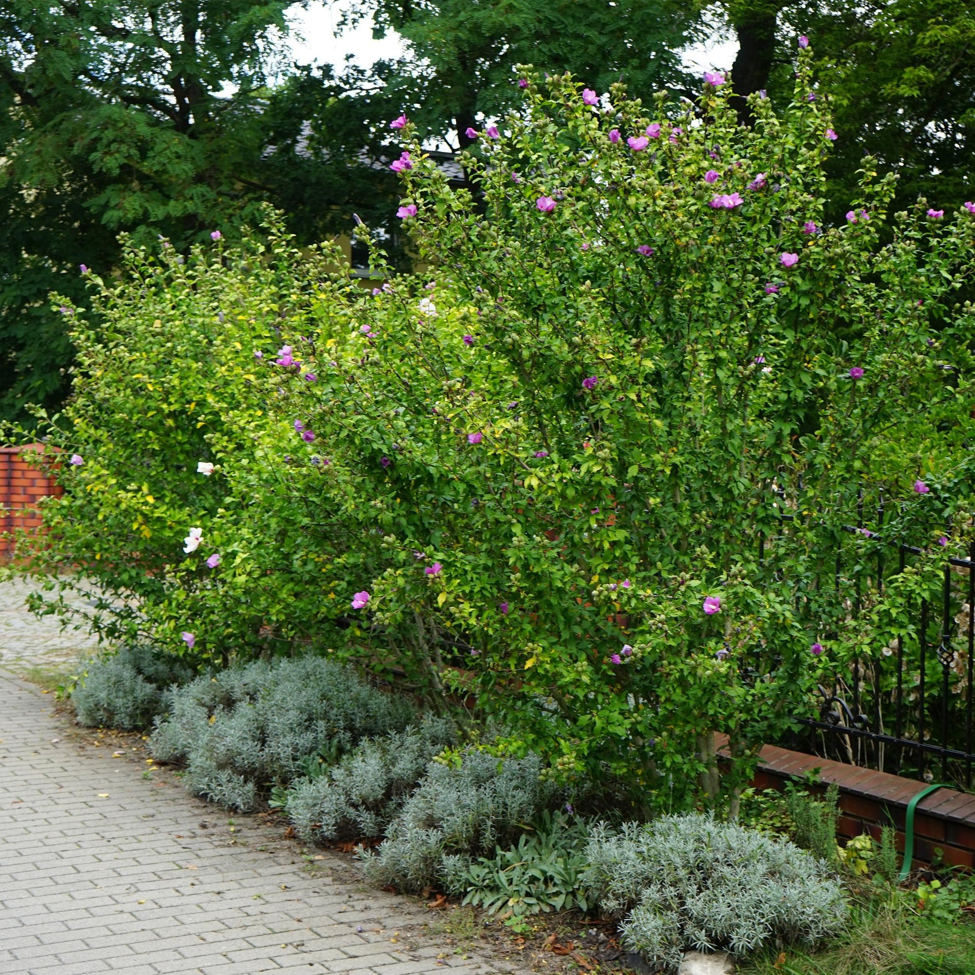 Green boutiQ - Garden Plant - Hibiscus syriacus Woodbridge - Garden Hibiscus - Hardy - Pink - 3 Plants - Pot 17cm - Height 45cm 