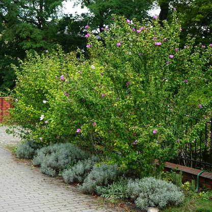 Green boutiQ - Garden Plant - Hibiscus syriacus Woodbridge - Garden Hibiscus - Hardy - Pink - 3 Plants - Pot 17cm - Height 45cm 