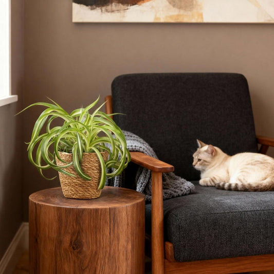 Green boutiQ - Zimmerpflanze - Chlorophytum comosum Bonnie - Lockige Graslilie - Haustierfreundliche Pflanze - Grün - 4 Pflanzen - mit Korb - Topf 12cm - Höhe 20cm 