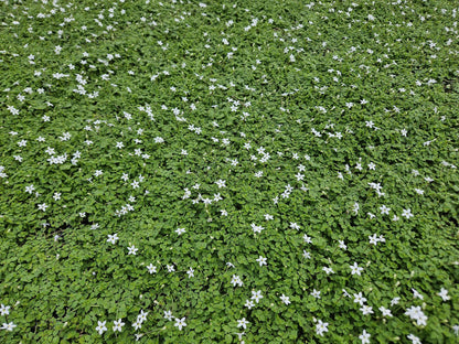 Weißer Bubikopf Isotoma fluviatilis 'Alba' – ↕10-25cm – Ø9cm – 20 Pflanzen – Bodendecker, Weiße Blüten, Winterhart, Pflegeleicht, Für Sonne & Halbschatten