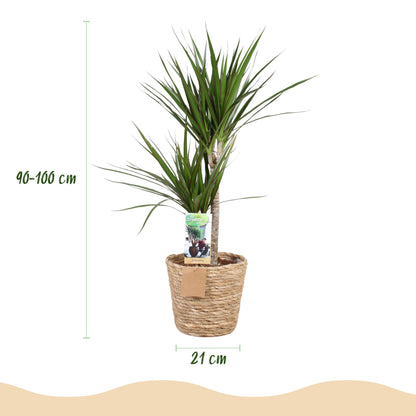 Green boutiQ - Zimmerpflanzen - Dracaena Marginata - Drachenblutbaum - Geringer Pflegeaufwand - mit Korb - Grün - 1 Pflanze - Topf 21cm - Höhe 90-100cm 