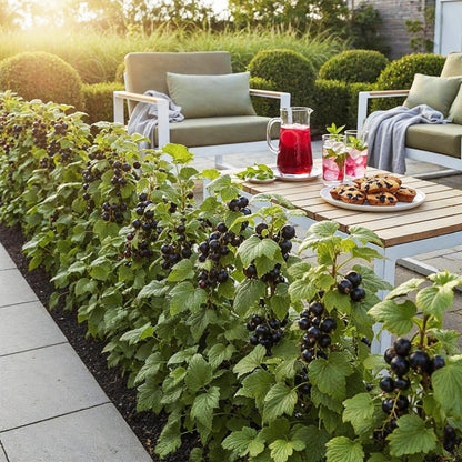 Jostabeere Ribes Josta winterhart 3 Pflanzen Ø9cm Höhe 30cm – Kreuzung aus Johannisbeere & Stachelbeere – Aromatische Beeren für Garten & Balkon 