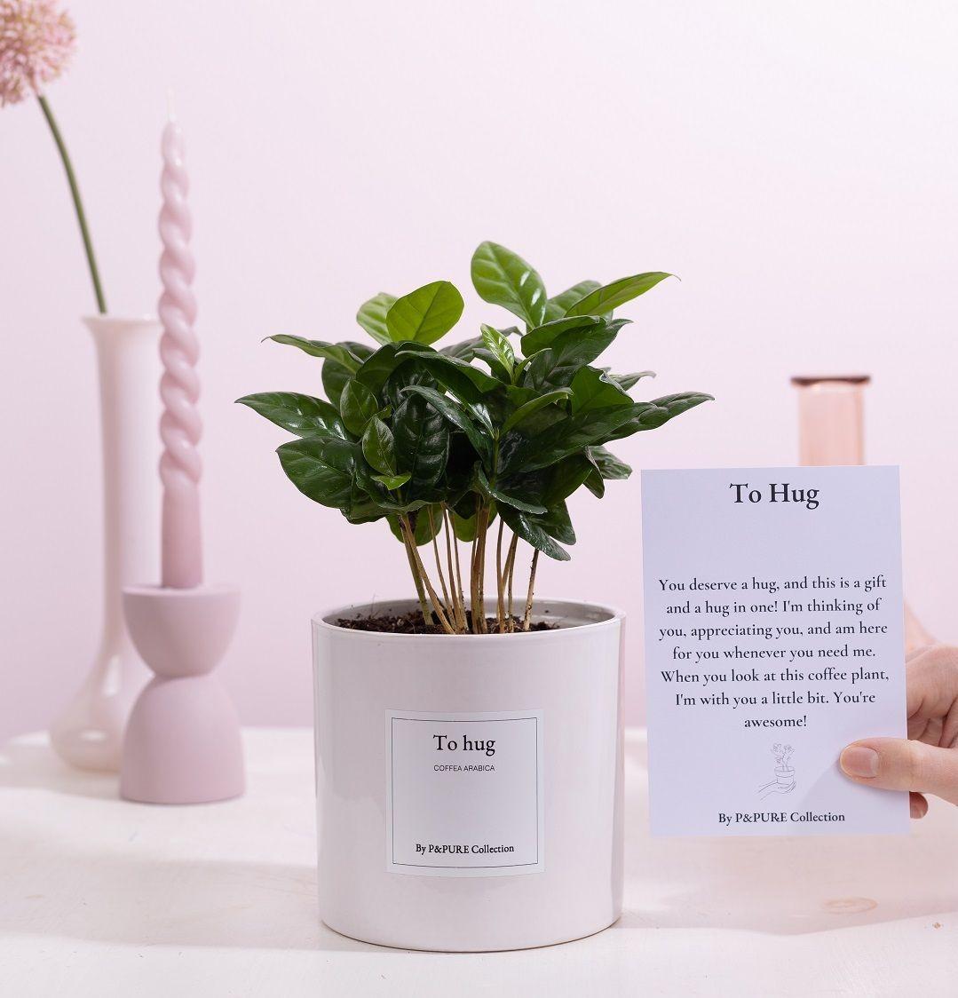Coffea Arabica Gift "To Hug" WITH GREETING CARD! - Ø12cm - ↕20cm 