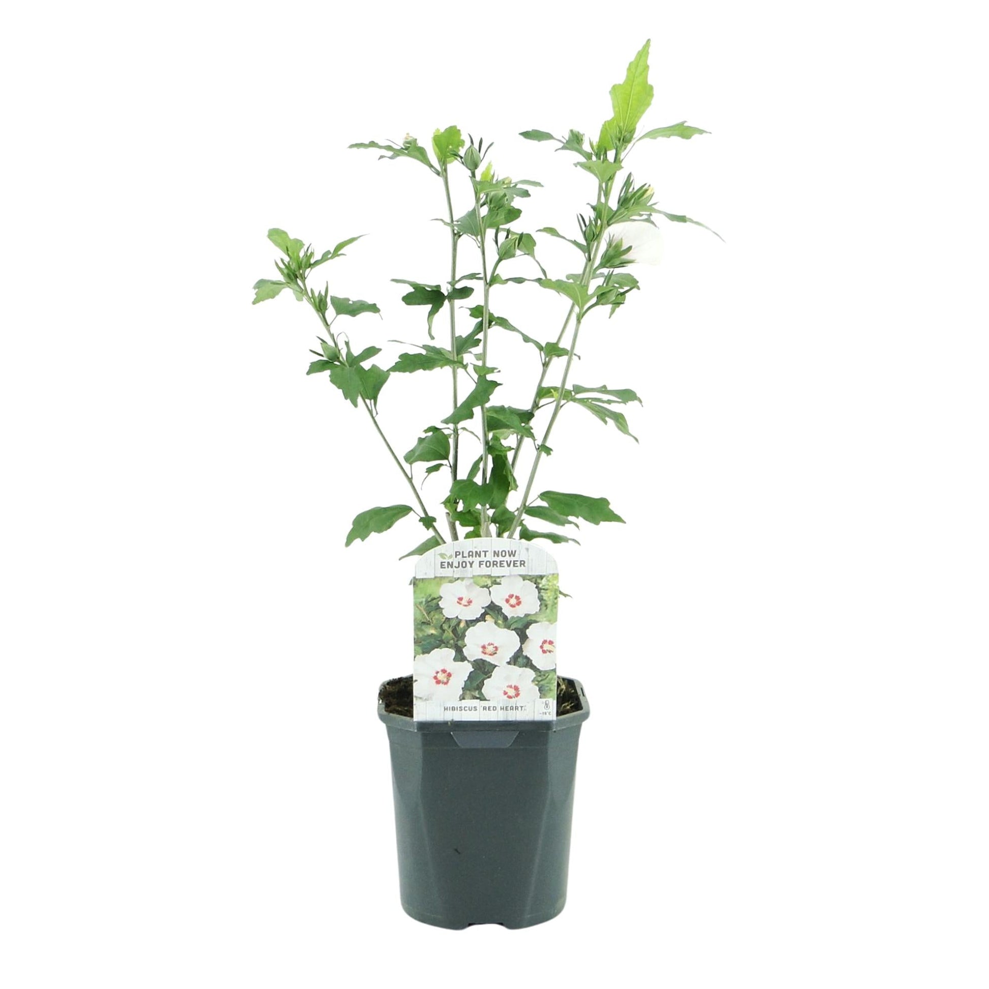 Garteneibisch Hibiscus syriacus Red Heart – Blüte Weiß mit Rotem Herzen – Strauch – Wenig Pflege – 17 cm x H45 cm – Sommerblüher & Bienenfreundlich 
