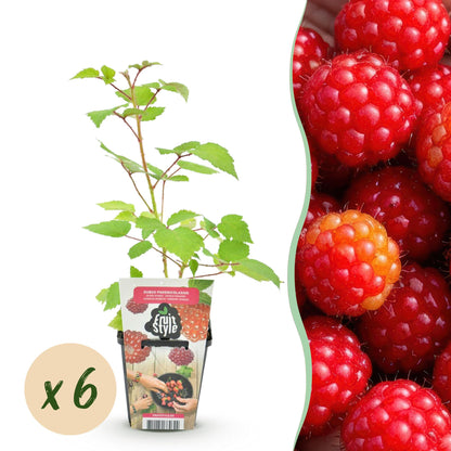 GreenboutiQ - Obstpflanzen - Japanische Weinbeere - Rubus Phoenicolasius - Winterhart - 6 Pflanzen - Topf 9 cm - Rote Beere 