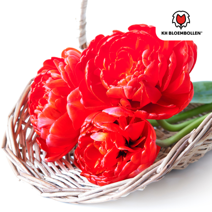 Bombastic Red Tulpenzwiebeln – 20 Blumenzwiebeln – Rote Gefüllte Pioentulpen – Für Garten & Topf 