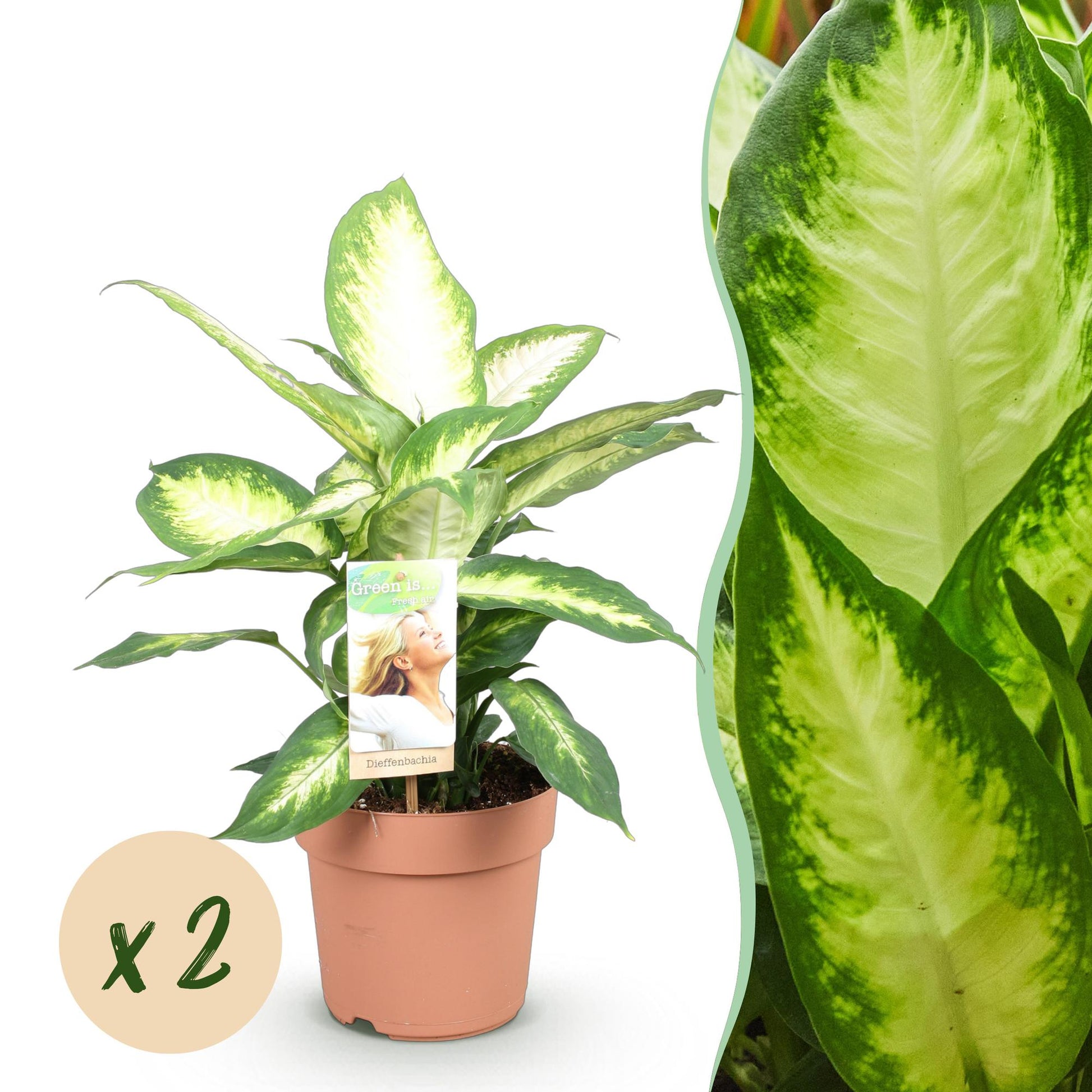 Green boutiQ - Zimmerpflanzen - Diefenbachia Camilla - Dieffenbachia - Wenig Pflege - Bunt - 2 Pflanzen - Topf 17cm - Höhe 45-50cm 