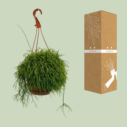 Korallenkaktus - Rhipsalis Cassutha - Zimmerpflanze - Ø17cm - ↕45cm 