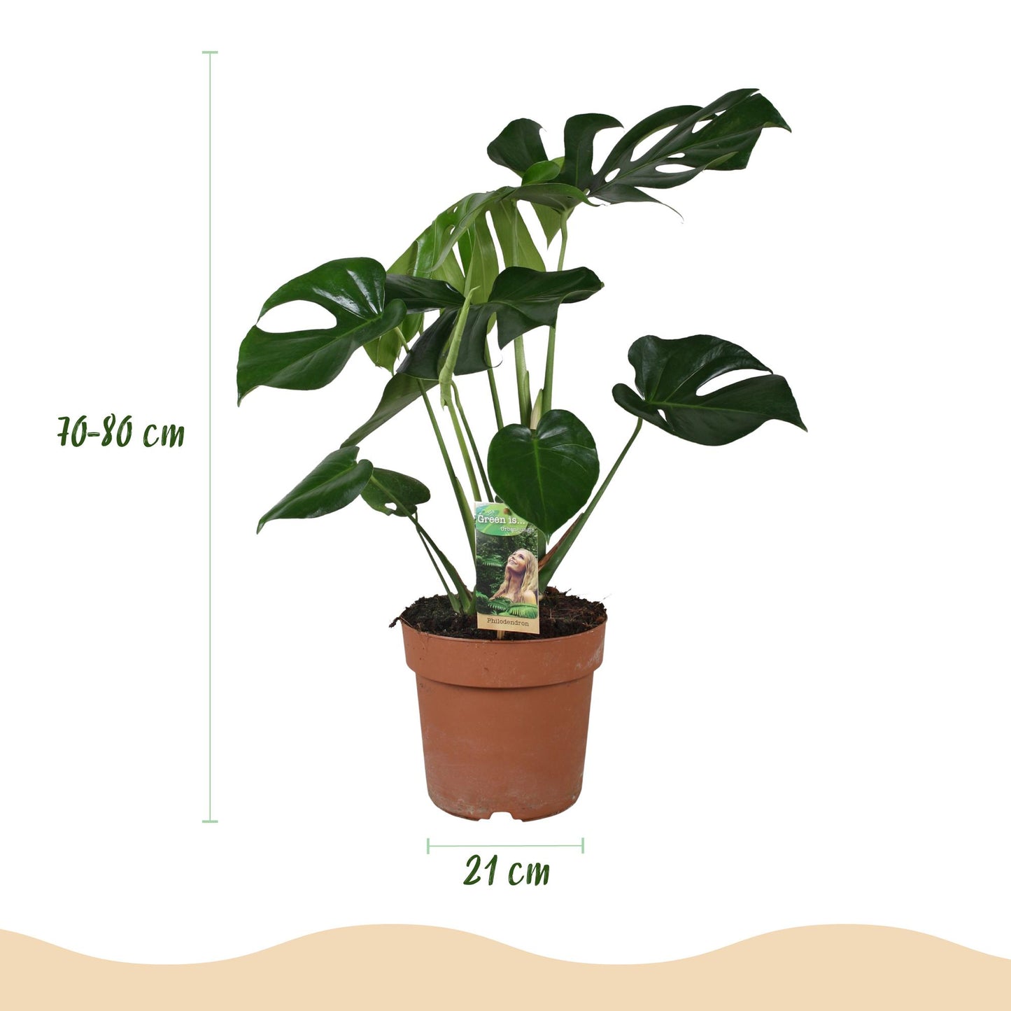 Green boutiQ - Zimmerpflanzen - Monstera Deliciosa - Fensterblatt - Pflegeleicht - Grün - 1 Pflanze - mit Potter Weiß - Topf 21cm - Höhe 70-80cm 