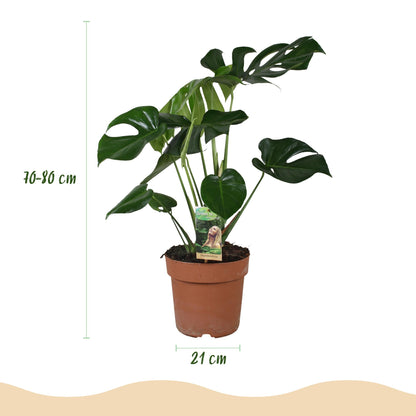 Green boutiQ - Zimmerpflanzen - Monstera Deliciosa - Fensterblatt - Pflegeleicht - Grün - 1 Pflanze - mit Potter Weiß - Topf 21cm - Höhe 70-80cm 