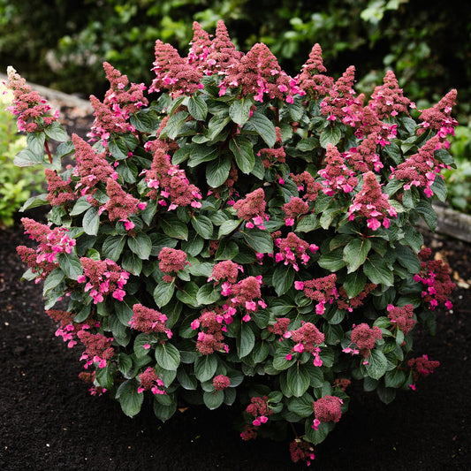 Green boutiQ - Gartenpflanze - Hydrangea panniculata Living Infinity - Rispenhortensie - Winterhart - Weiß - 3 Pflanzen - Topf 12cm - Höhe 20-30cm 