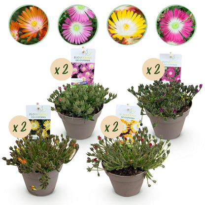 GreenboutiQ - Bodendecker - Winterhart - Delosperma Jewel of Dessert - 8 Pflanzen - Farben Rot - Orange - Lila - Rosa - Pflegeleicht - Topf 14cm Höhe 17cm 