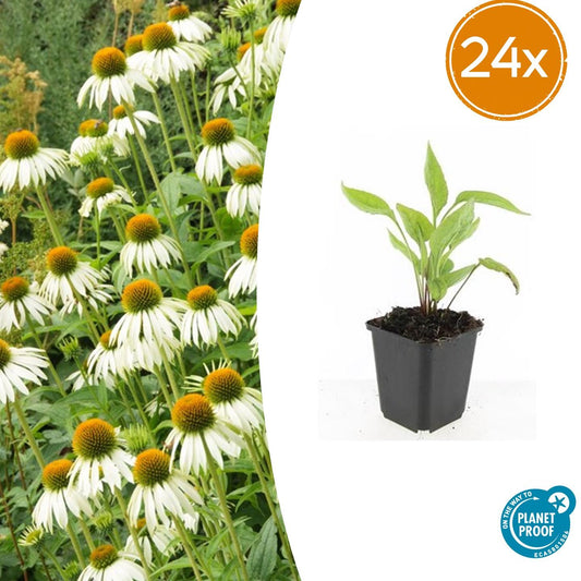 Echinacea purpurea 'White Swan' – 24 Pflanzen – ↕10-25cm – Ø9cm – Weiße Sonnenhut Staude – Pflegeleicht & bienenfreundlich
