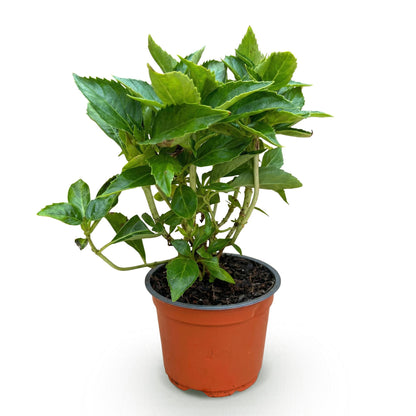Green boutiQ - Gartenpflanze - Hydrangea macrophylla Blau - Hortensie - Winterhart - Blau - 1 Pflanze - Topf 12cm - Höhe 20-30cm 