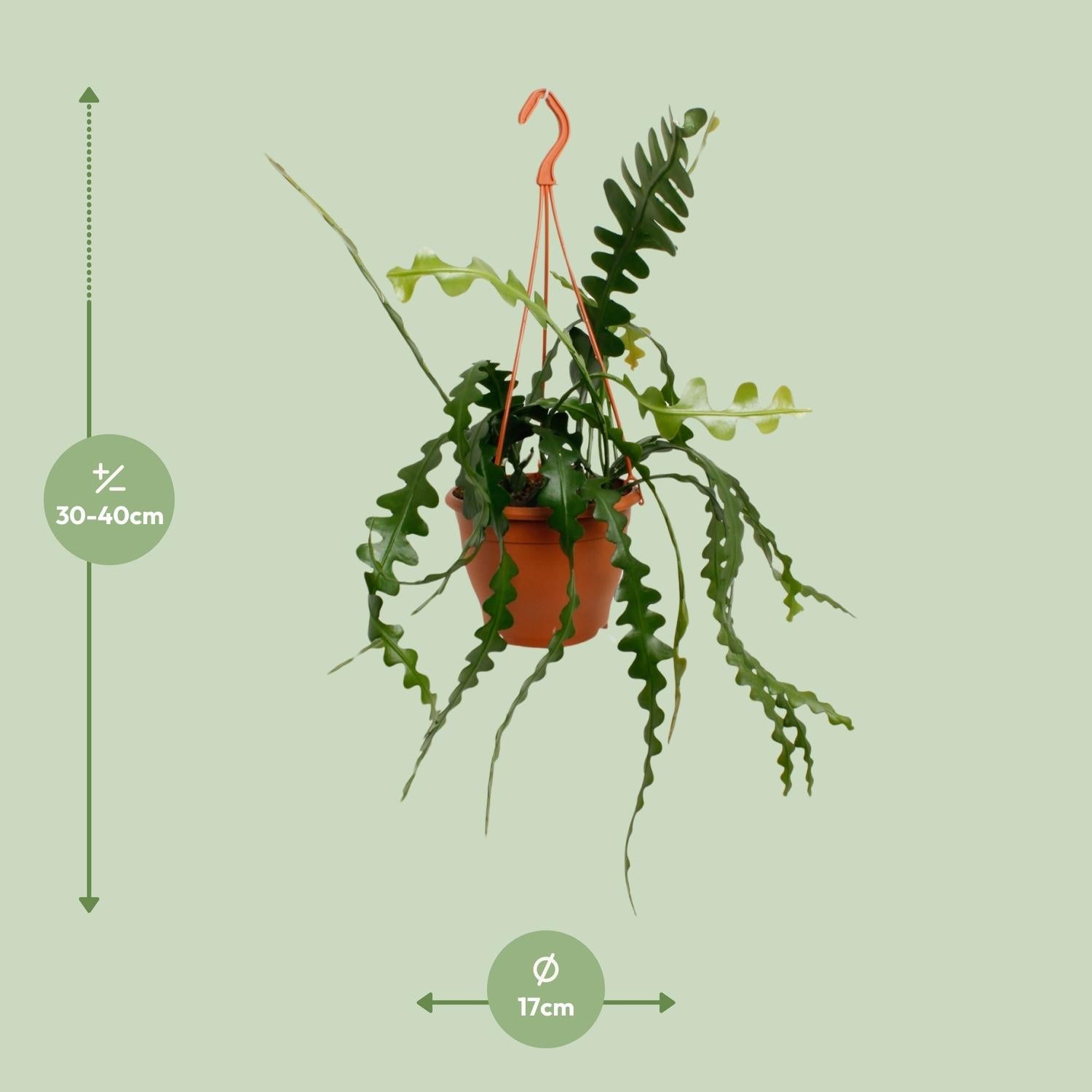 Fischgrätenkaktus – Epiphyllum anguliger – Zimmerpflanze - 35 cm – Ø17 cm – Hängepflanze mit gezackten Blättern – Exotisch & pflegeleicht 