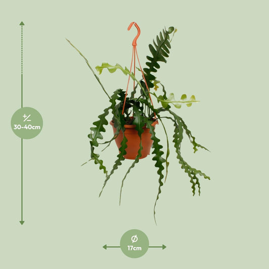 Fischgrätenkaktus – Epiphyllum anguliger – Zimmerpflanze - 35 cm – Ø17 cm – Hängepflanze mit gezackten Blättern – Exotisch & pflegeleicht 