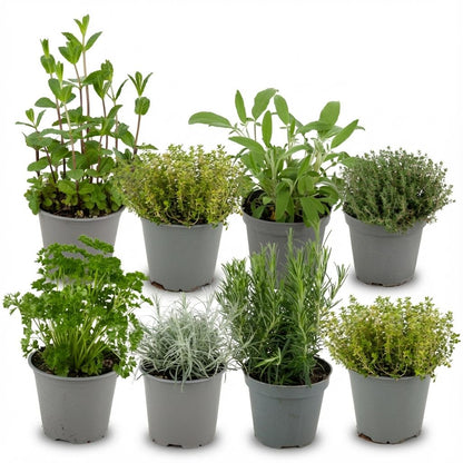 Kräutermischung – 8 Kräuterpflanzen – Ø12cm – Höhe 12–15cm – Küchenkräuter Mix mit Basilikum Oregano Thymian Rosmarin – Für Küche Balkon & Garten 