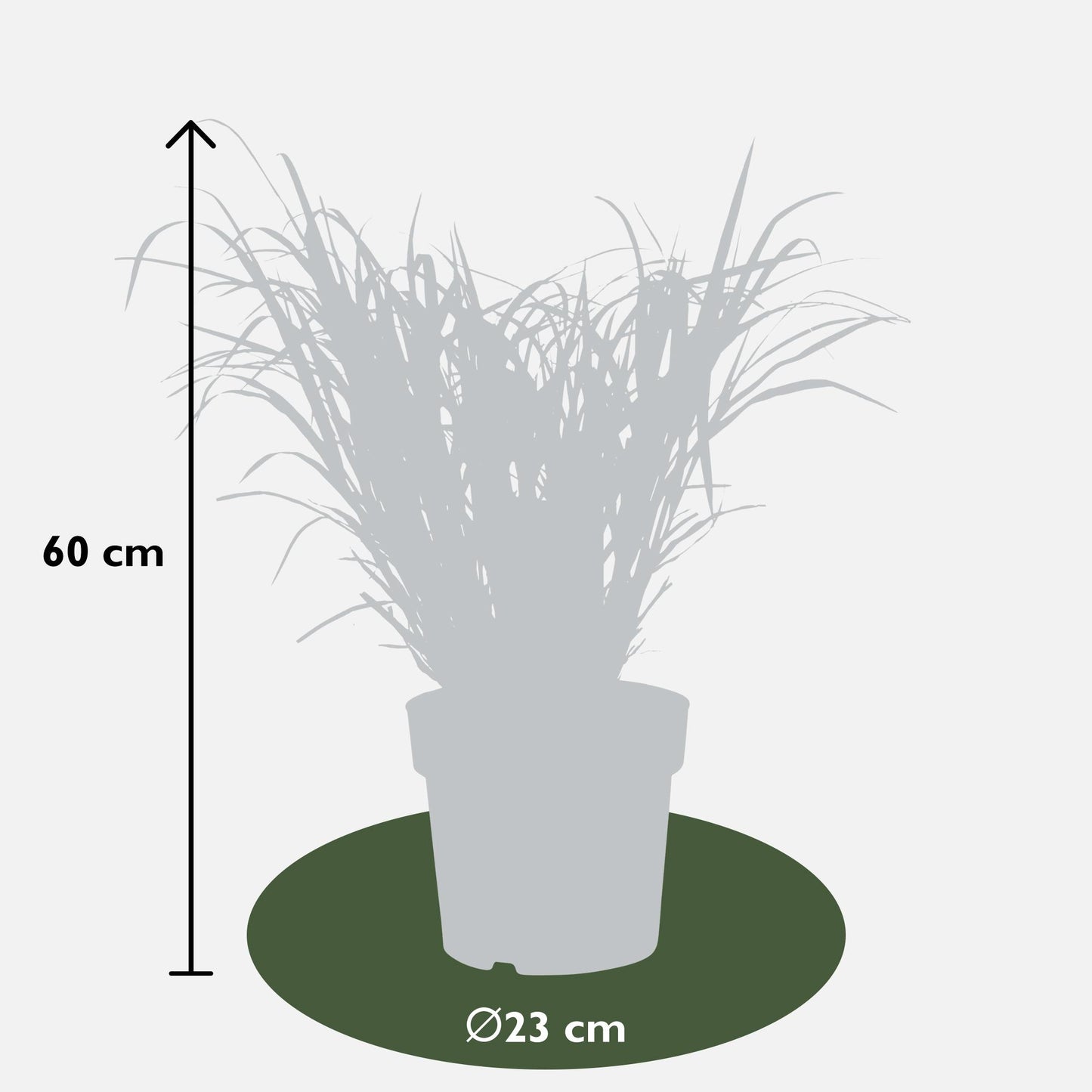 Stachelschweingras - Miscanthus sinensis Strictus - Ø23cm - ↕60cm