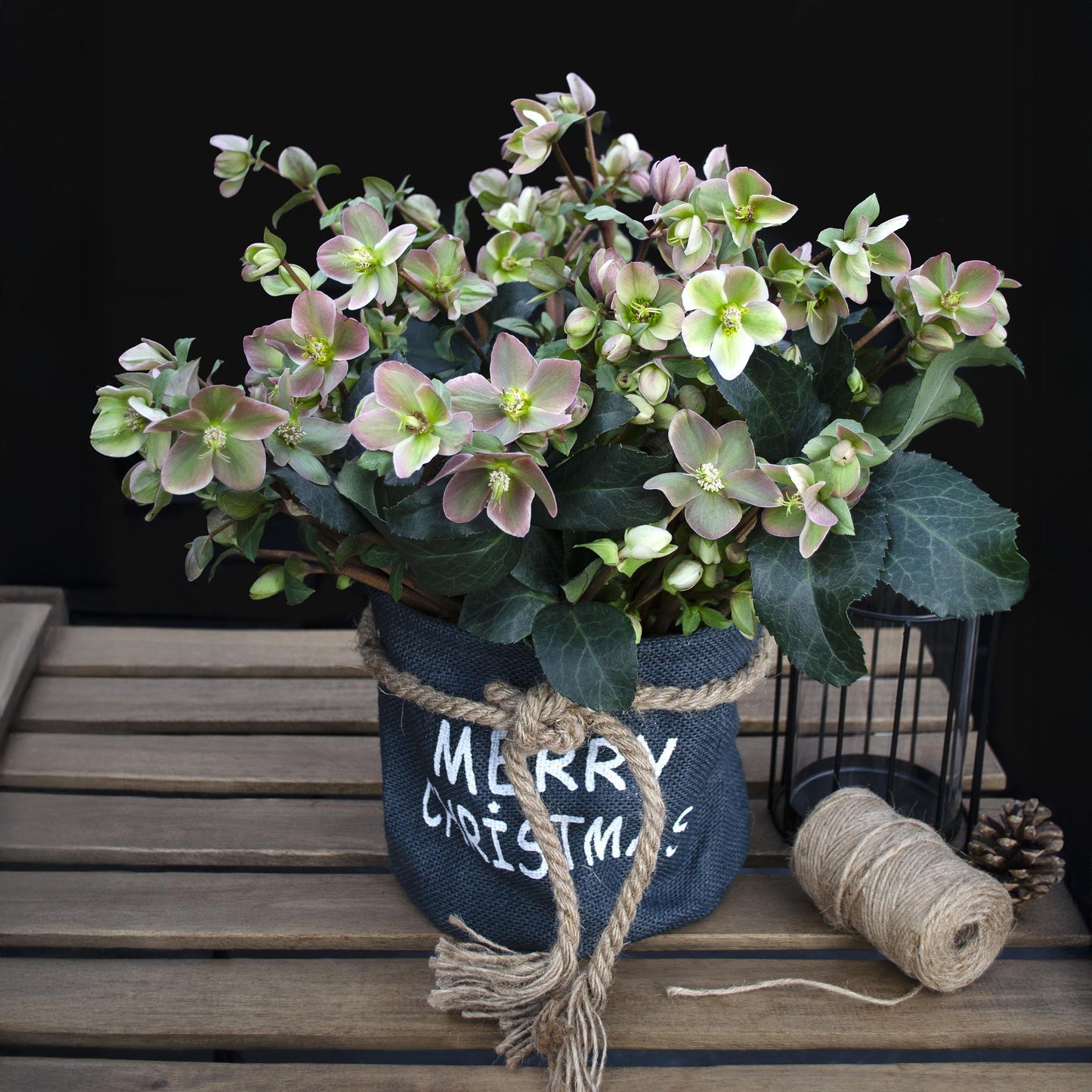 GreenboutiQ - Gartenpflanze - Lenzrose - Helleborus Angels Glow - Rosa Blüte - Immergrün - Topf 19cm Höhe 50cm 
