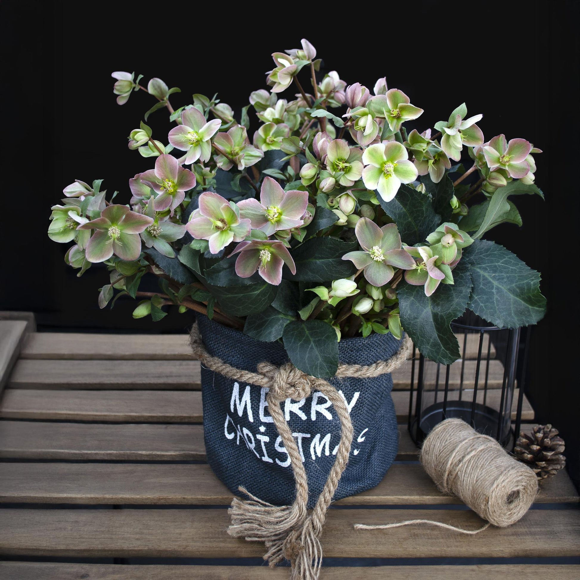 GreenboutiQ - Gartenpflanze - Lenzrose - Helleborus Angels Glow - Rosa Blüte - Immergrün - Topf 19cm Höhe 50cm 