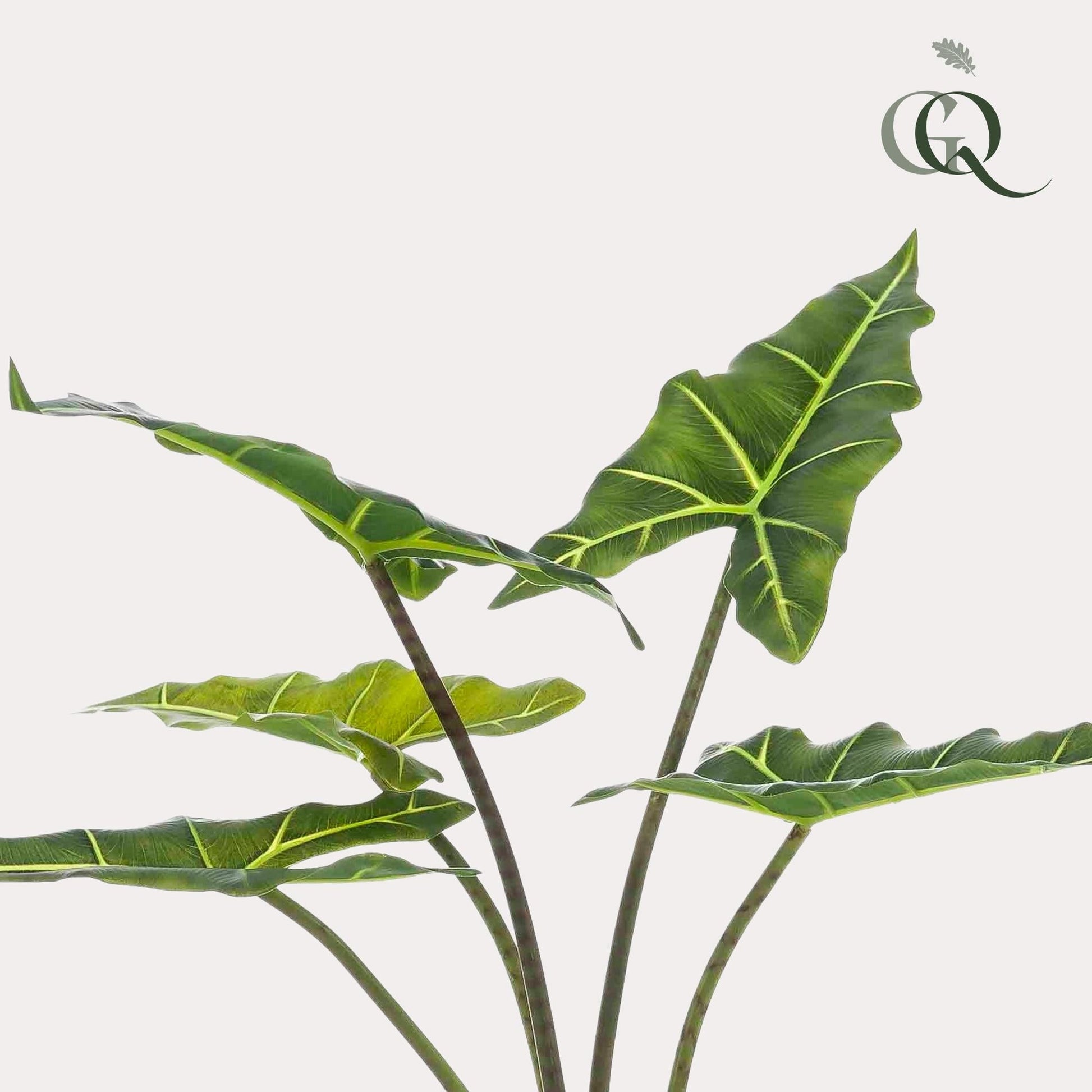 Kunstpflanze - Alocasia Frydek - 80 cm 