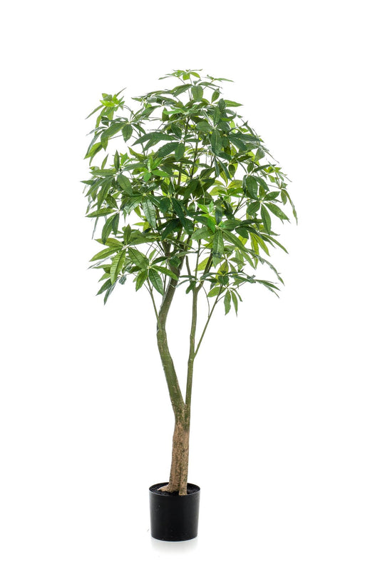 Kunstpflanze - Pachira Aquatica - Glückskastanie - 180 cm 