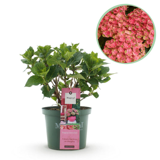 Hortensie Magical Green Fire – Hydrangea macrophylla – Rosa-Grün – Balkonpflanze – Im 23 cm Topf – Ca. 55 cm hoch – 6–10 Blüten – Für Balkon, Terrasse & Beet – Farbwechselnde Blüte – Pflegeleicht 