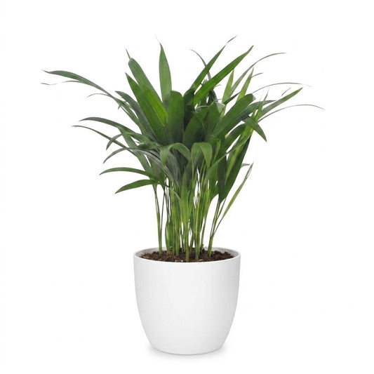 Areca-Palme – Goldfruchtpalme – Dypsis lutescens – Topf Ø12cm – Höhe 45cm – mit weißem Dekotopf – Ansicht 2