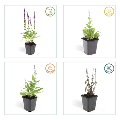 Salvia nemorosa ‘Ostfriesland’ – 48 Pflanzen – ↕10-25cm – Ø9cm – Lila Blühstaude – Sonne – Pflegeleicht & Robust – Für Beete & Rabatten 