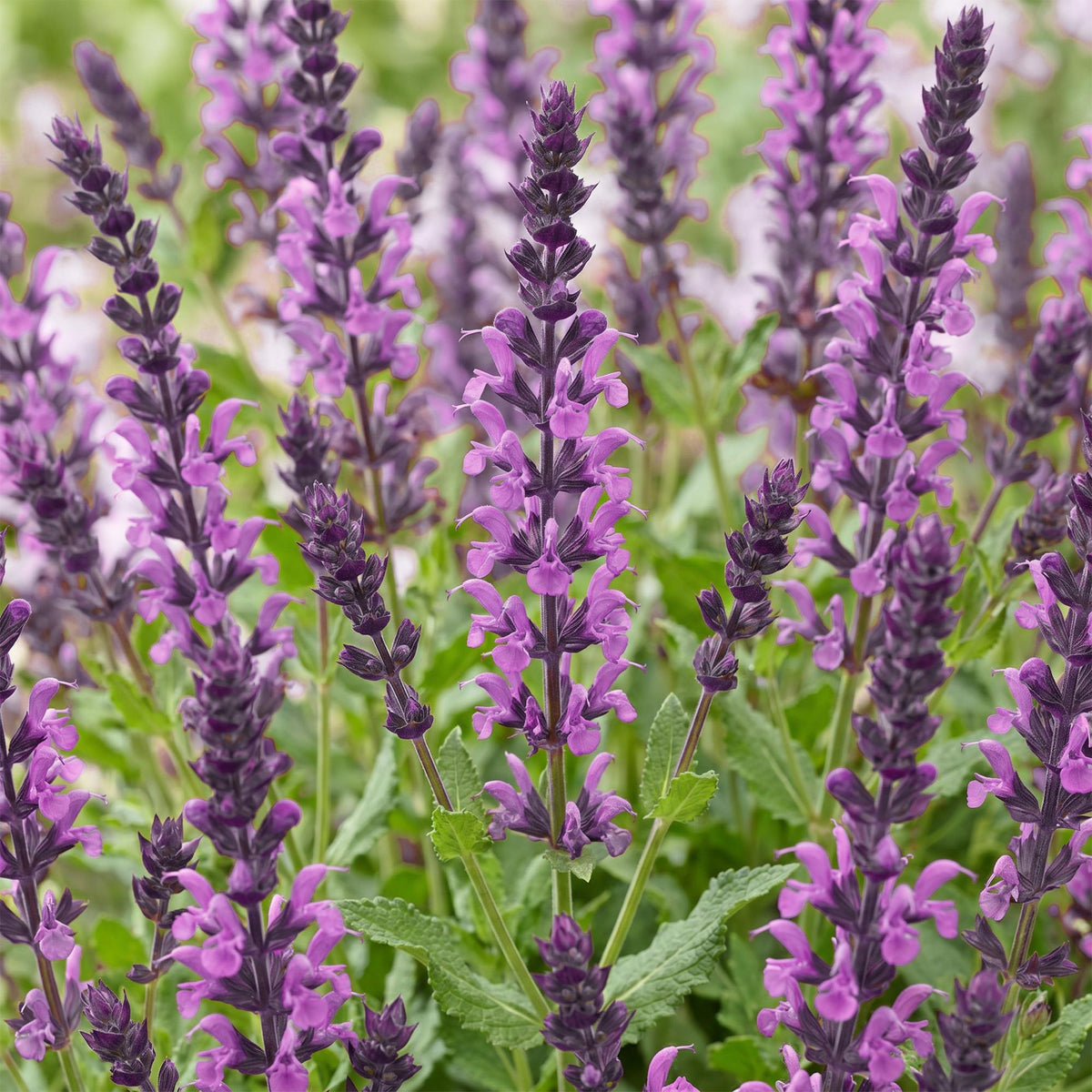 Steppensalbei 'Sensation Deep Pink' – Salvia nemorosa 'Sensation Deep Pink' – Topf Ø11cm – Bienenfreundliche Staude für Garten & Balkon