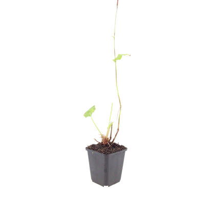 Persicaria bistorta Superba – 24 Pflanzen Ø9cm – Höhe10-25cm – Rosa Blütenstaude für feuchte Beete & Teichrand – Bienenfreundlich winterhart – Flächenpflanzung