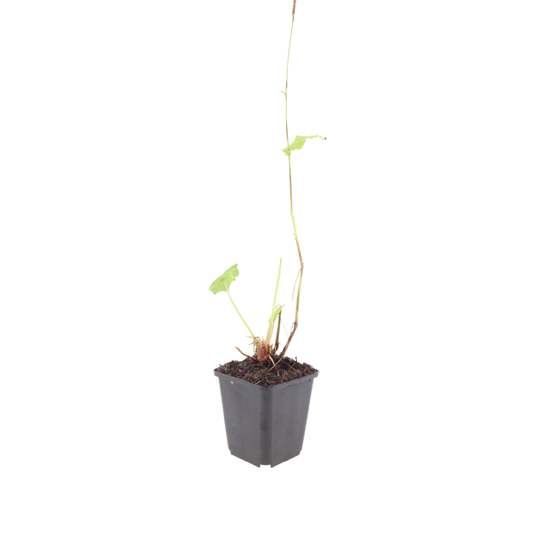 Persicaria bistorta Superba – 24 Pflanzen Ø9cm – Höhe10-25cm – Rosa Blütenstaude für feuchte Beete & Teichrand – Bienenfreundlich winterhart – Flächenpflanzung