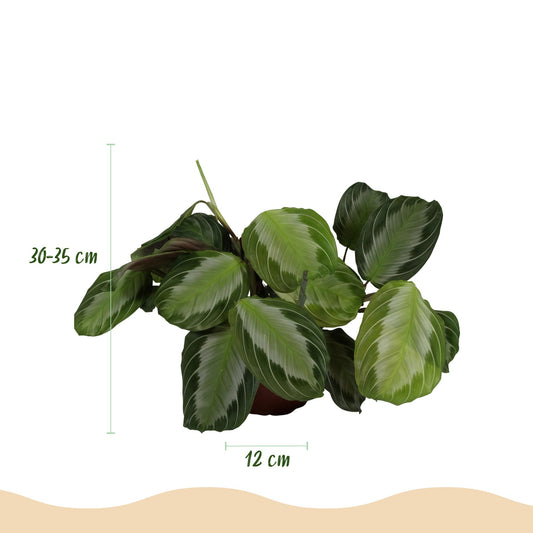 Green boutiQ - Zimmerpflanze - Maranta Fascinator Silverband - Gebetspflanze - Haustierfreundliche Pflanze - Grün - 4 Pflanzen - mit Korb - Topf 12cm - Höhe 25cm 