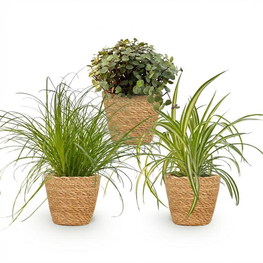 Green boutiQ - Zimmerpflanze - Cyperus - Calissia - Chlorophytum - Mix aus 3 - Haustierfreundliche Pflanzen - Grün - 3 Pflanzen - mit Korb - Topf 12cm - Höhe 20cm 