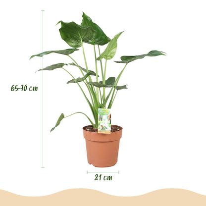 Green boutiQ - Zimmerpflanzen - Alocasia Cucullata - Buddhas Hand - Wenig Pflege - Grün - 1 Pflanze - Topf 21cm - Höhe 65-70cm 
