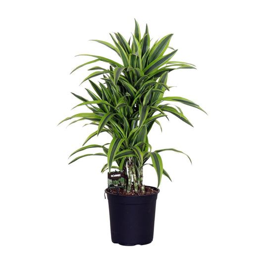Dracaena Fragr. Lemon Lime - Ø24cm - ↕100cm 
