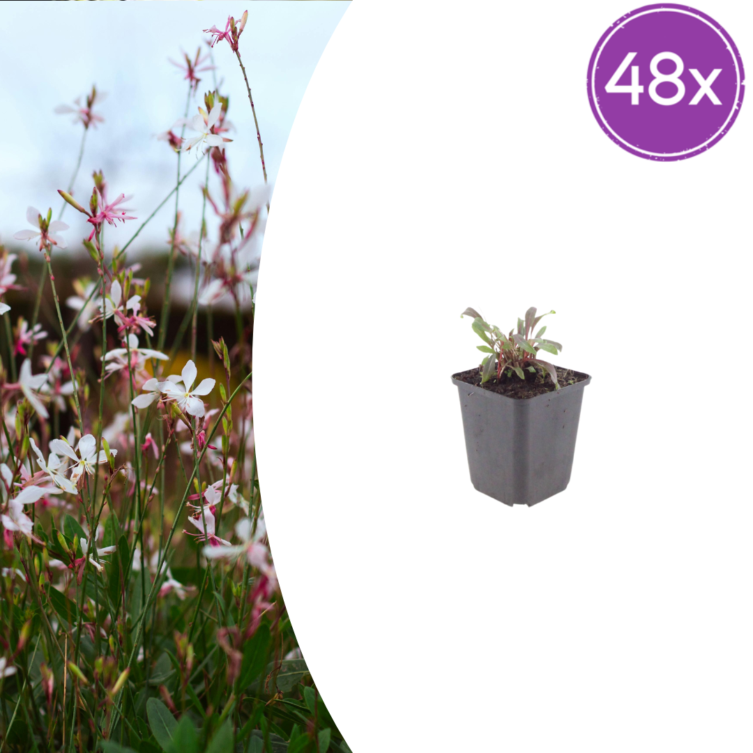 Gaura lindheimeri Siskiyou Pink – 48 Pflanzen – Ø9cm – Höhe 10-25cm – Prachtkerze – Kräftig rosafarbene Blüten – Für Beet, Präriegarten & Kübel