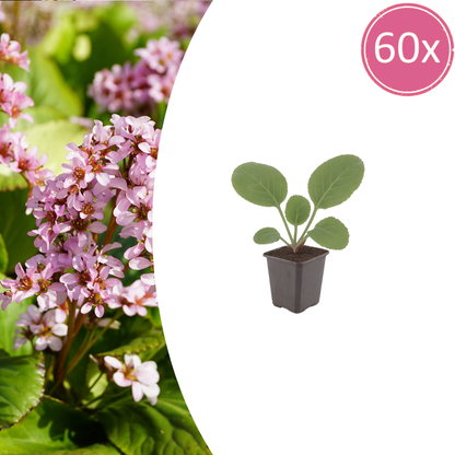 Schusterblume Bergenia cordifolia – 60 Pflanzen – 10-25cm – Ø9cm – Immergrüne Staude mit rosa Blüten – Winterharte Gartenpflanze für Beet, Schatten & Bodendecker
