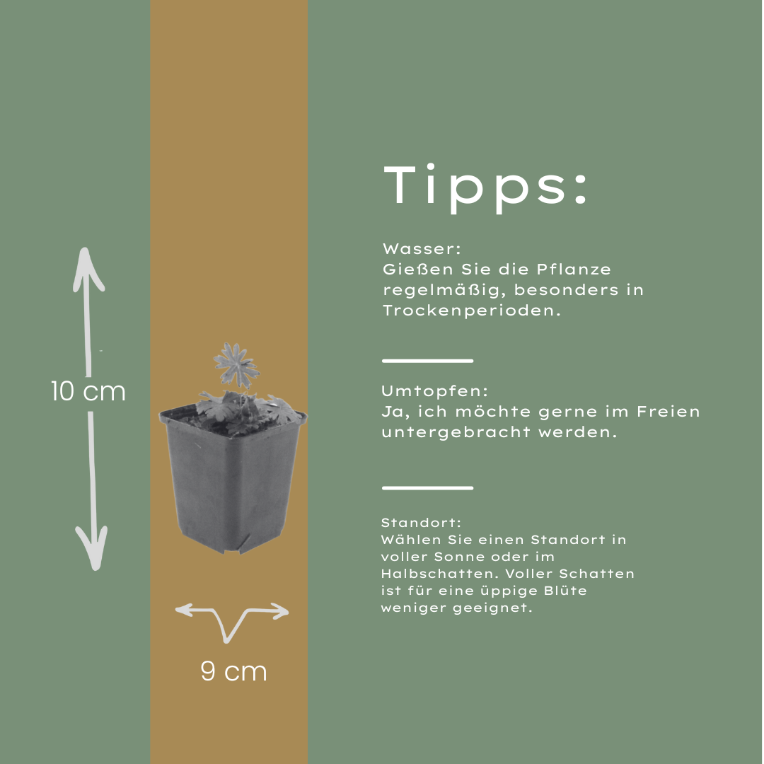 Geranium sanguineum Blut-Storchschnabel – 12 Pflanzen Ø9cm – Höhe10-25cm – Rosa rote Blütenstaude für sonnige Beete & Steingarten – Winterhart pflegeleicht – Robuster Bodendecker