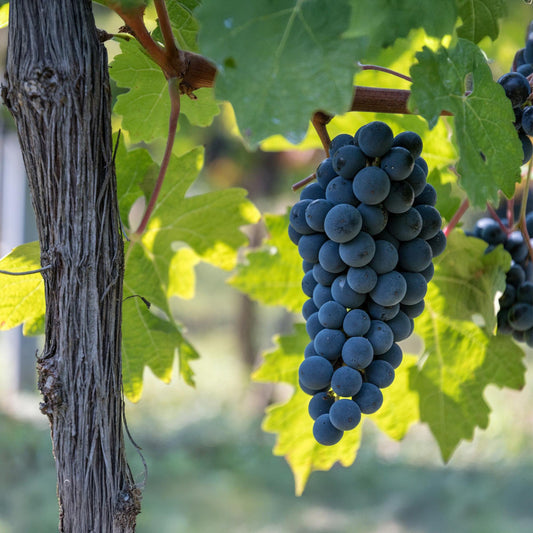 Weinrebe Vitis vinifera Boskoop Glory – Blaue Traube – 2 Pflanzen – Obstpflanze – 15cm – Höhe 50cm 