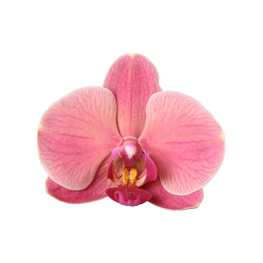 Kolibri Orchids | Narbonne Niagara Falls Orchidee + Roter Flare-Übertopf – Topfgröße Ø12 cm | Blühende Zimmerpflanze – Frisch vom Züchter 