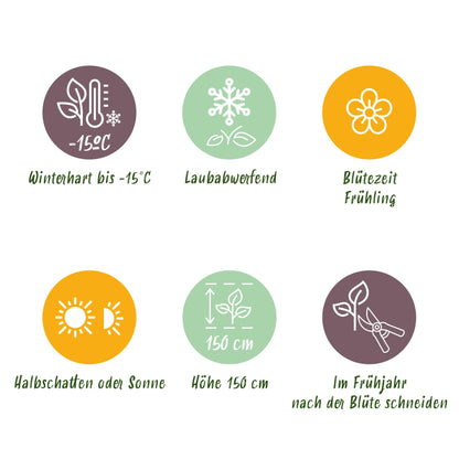 GreenboutiQ - Gartenpflanze - Magnolia Genie - Blüte Lila - 3 Pflanzen - Laubabwerfend - Wenig Pflege - Topf 12cm Höhe 30cm 