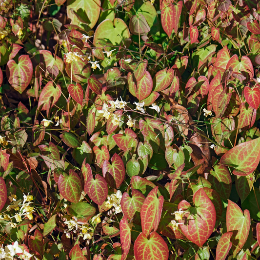 Elfenblume Epimedium × youngianum ‘Niveum’ – 48 Pflanzen – Weiß blühender Bodendecker – 10-25cm – Ø9cm – Schattenstaude für Beet & Unterpflanzung