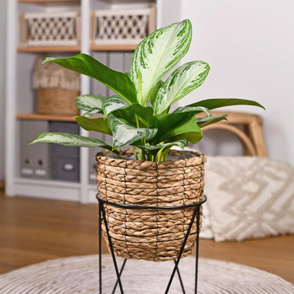 Green boutiQ - Zimmerpflanzen - Aglaonema Silver Bay - Silberblatt - Wenig Pflege - Silber - 2 Pflanzen - Topf 17cm - Höhe 70-75cm 