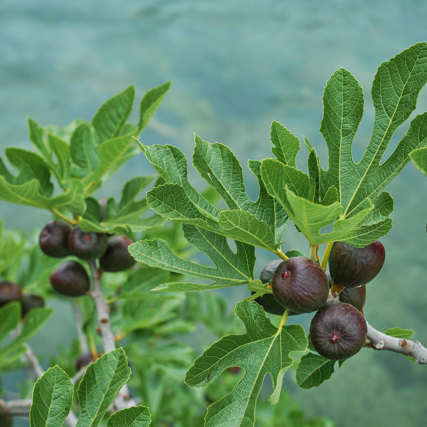 Feigenbaum Ficus carica 'Brown Turkey' – Stamm-Pflanze – Höhe ca. 90 cm – Ø19 cm – Obstpflanze für Terrasse & Garten – Essbare Früchte – Pflegeleicht & robust 