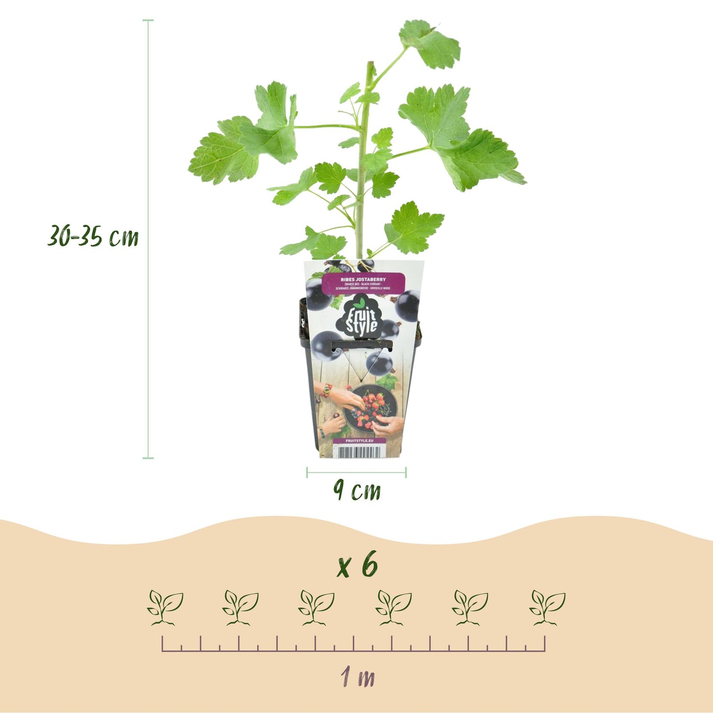 Jostabeere Ribes Josta winterhart 3 Pflanzen Ø9cm Höhe 30cm – Kreuzung aus Johannisbeere & Stachelbeere – Aromatische Beeren für Garten & Balkon 