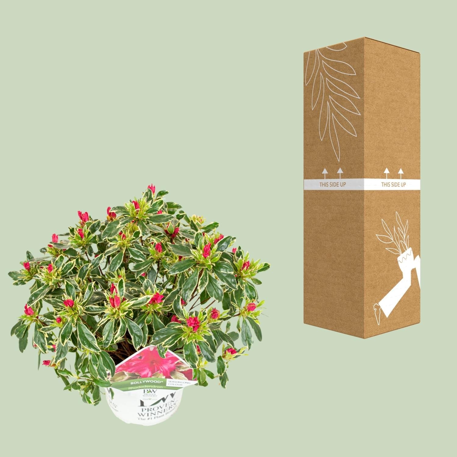 Rhododendron 'Bollywood' - Ø19cm - ↕30cm 