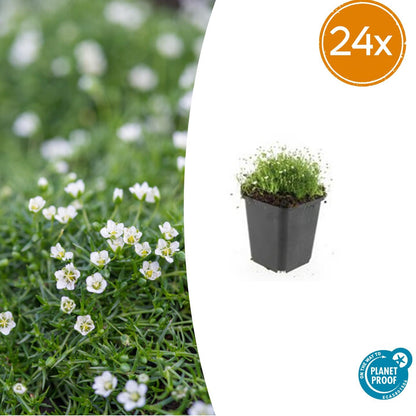 Sagina subulata – Irisches Moos – 24 Pflanzen – ↕10–25 cm – Ø9 cm – Immergrüner Bodendecker, pflegeleicht, sonnig bis halbschattig 